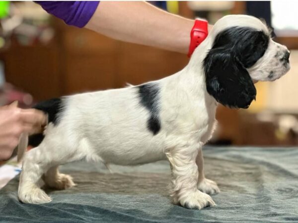 Dexter (Male)