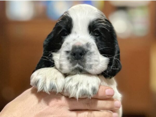 Dexter (Male) - Image 2
