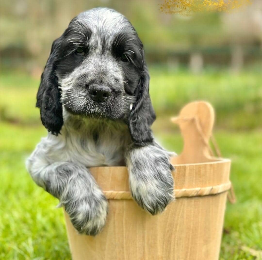 ADORABLE ENGLISH PUPPIES FOR SALE