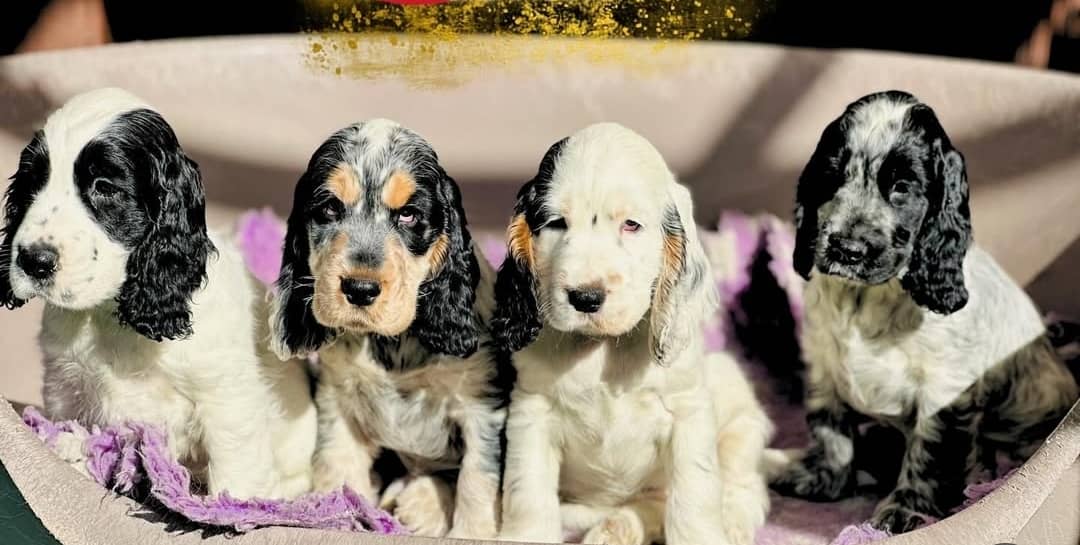 WhatsApp Image 2025-04-02 at 2.44