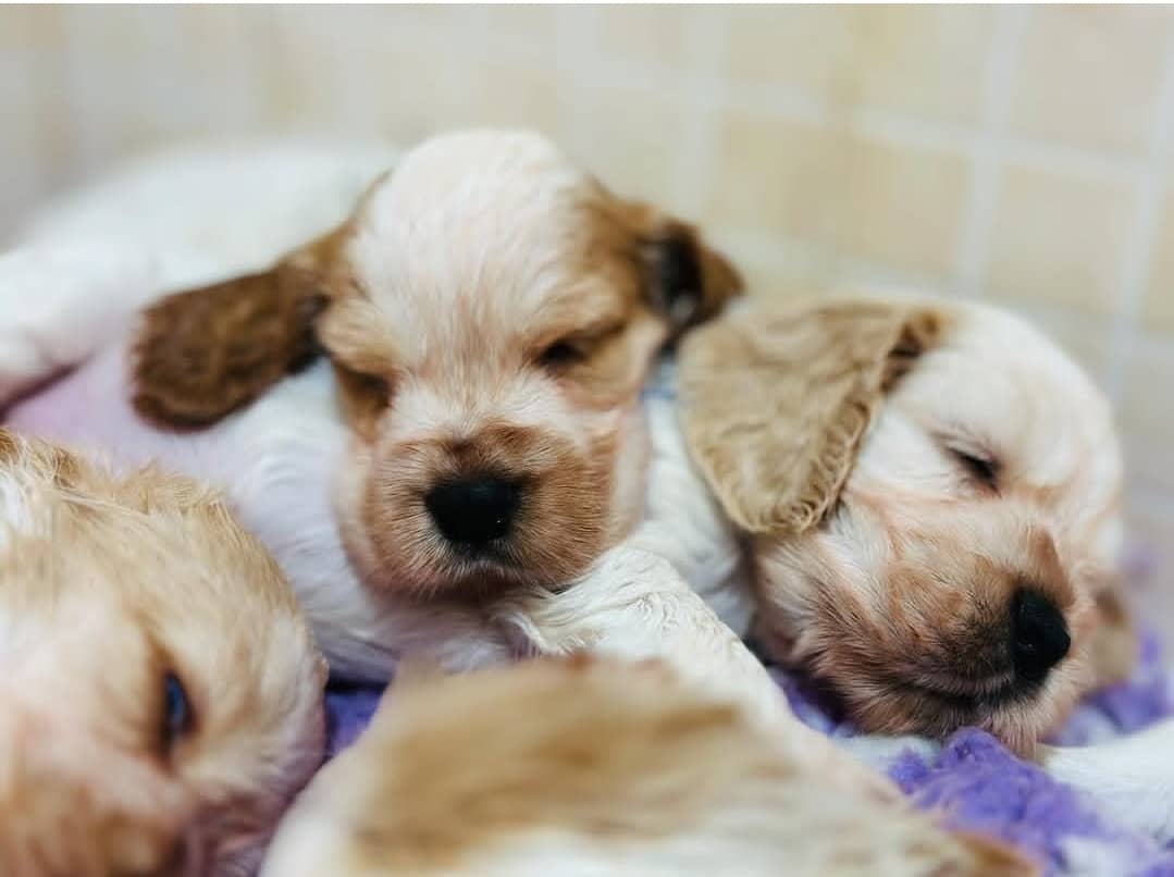 WhatsApp Image 2025-04-07 at 1.24