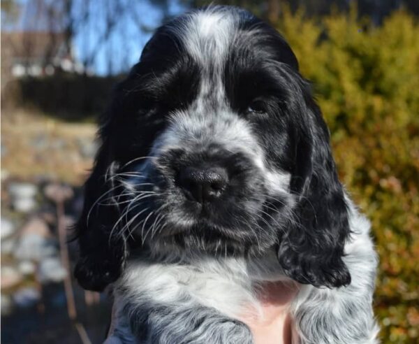 Otis (Male) - Image 3