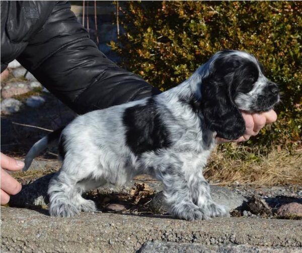 Otis (Male)
