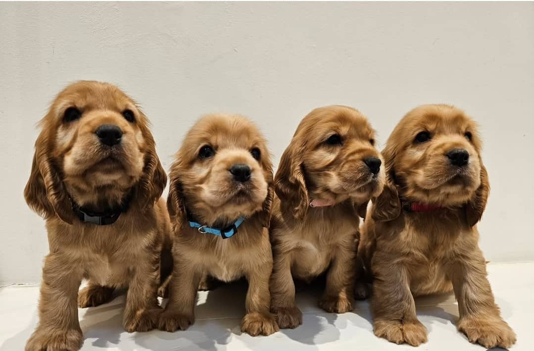 WhatsApp Image 2025-04-20 at 12.34